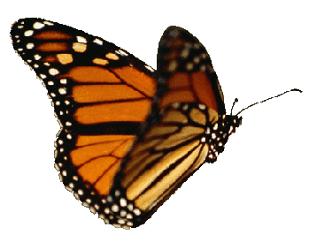 Kupu kupu terbang gif 22.gif