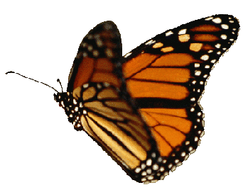 Kupu kupu terbang gif 26.gif