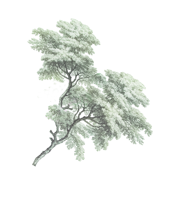 Pohon ACARA Green.png