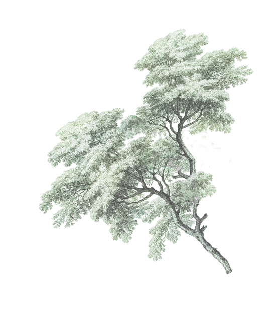 Pohon ACARA Green1.png