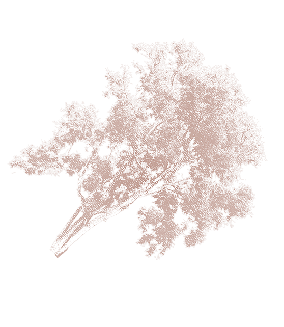 Pohon Kiri Green1 Fix 1.png